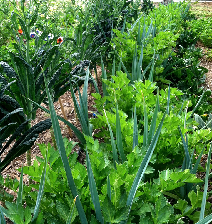 Companion Planting in the School Garden The Edible