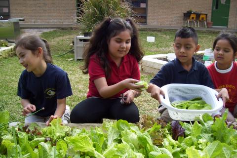 Garden Oaks Montessori The Edible Schoolyard Project