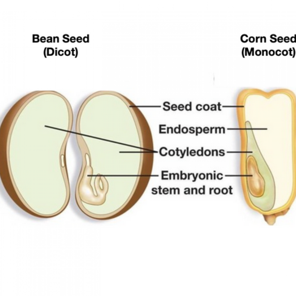 Seed Parts and Sprouting Starts | The Edible Schoolyard Project