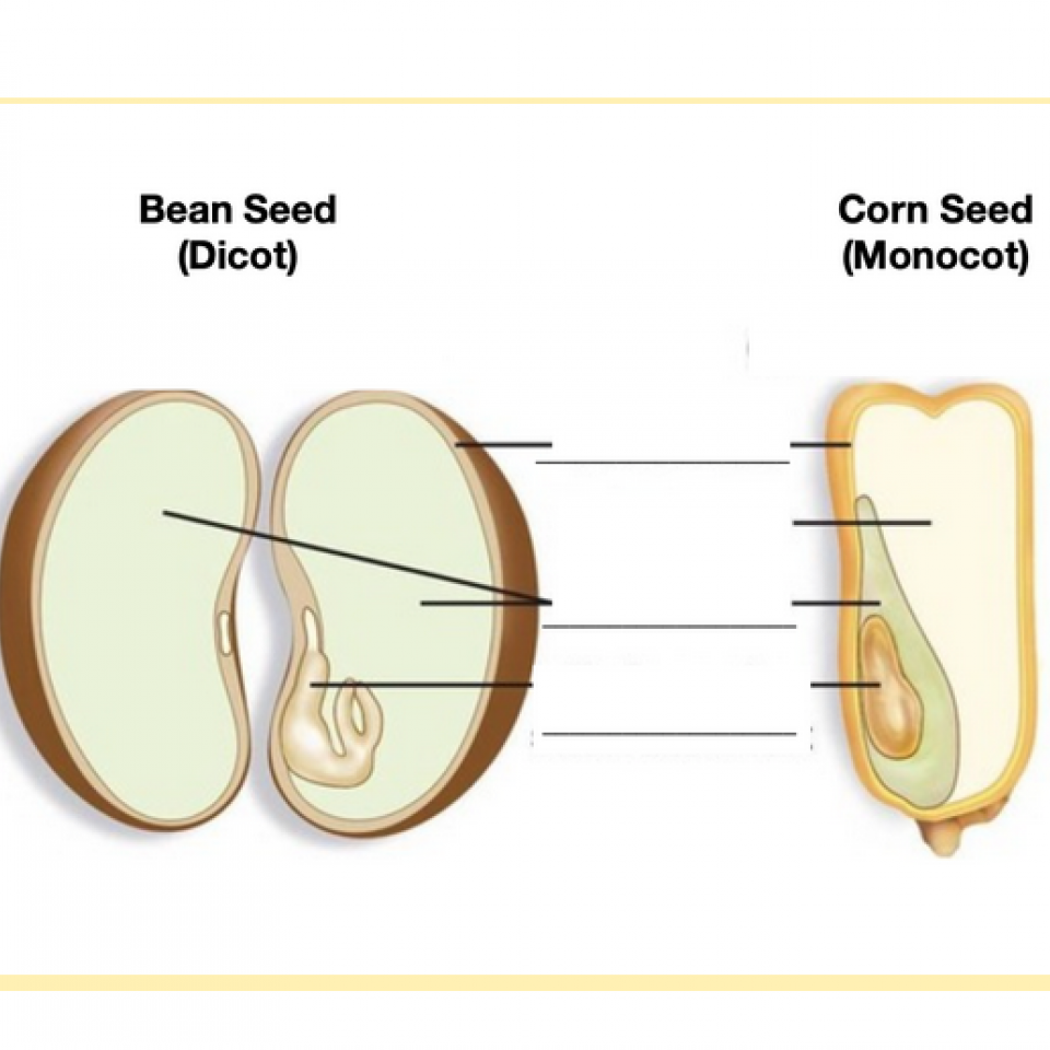 Parts Of A Seed Powerpoint